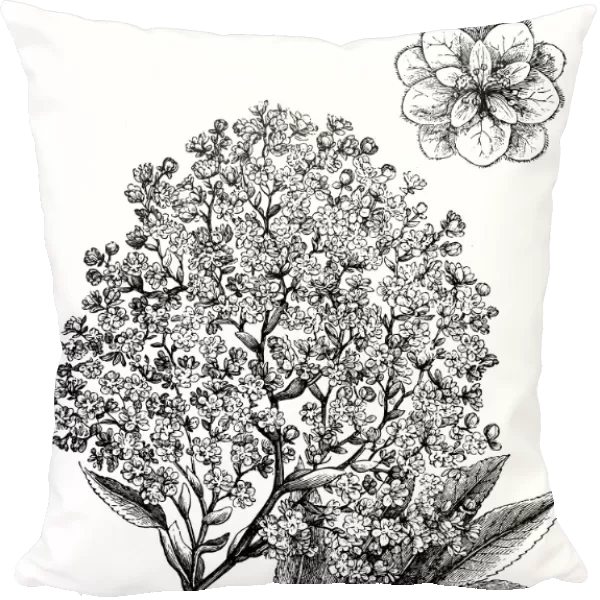 Antique illustration of Hagenia abyssinica