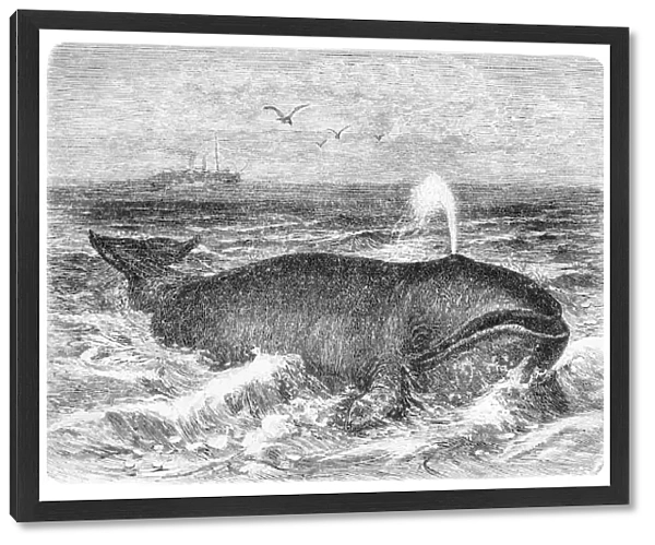Common whale