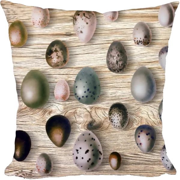 Eggs of birds in front of wood background