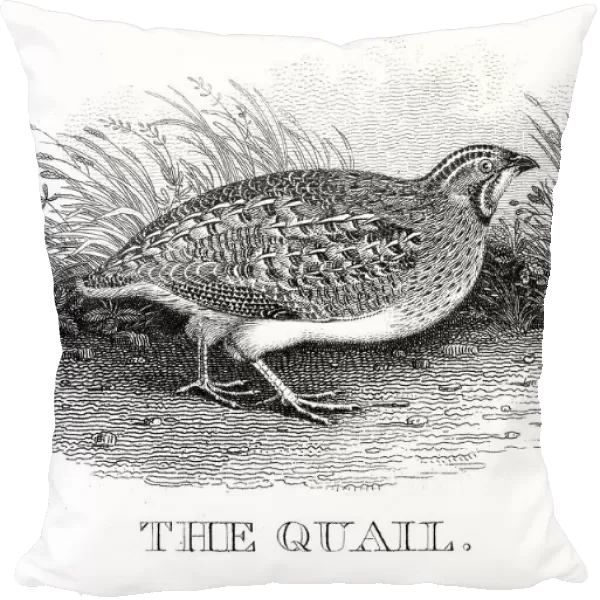 Quail engraving 1812