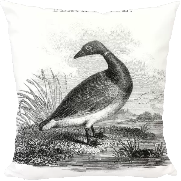 Black goose engraving 1812