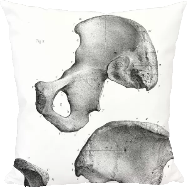 Abdominal limbs anatomy engraving 1866