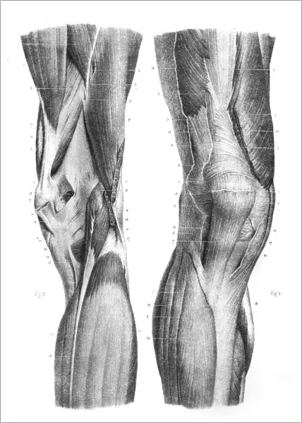 Anterior knee region anatomy engraving 1866