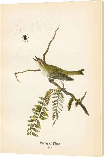 Red eyed vireo bird lithograph 1890