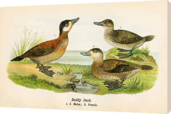 Rudy duck bird lithograph 1890