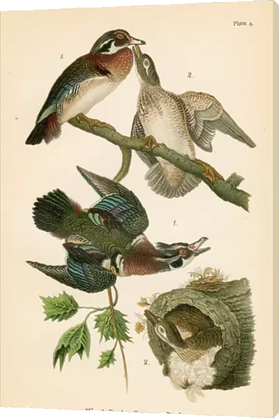 Wood duck bird lithograph 1890
