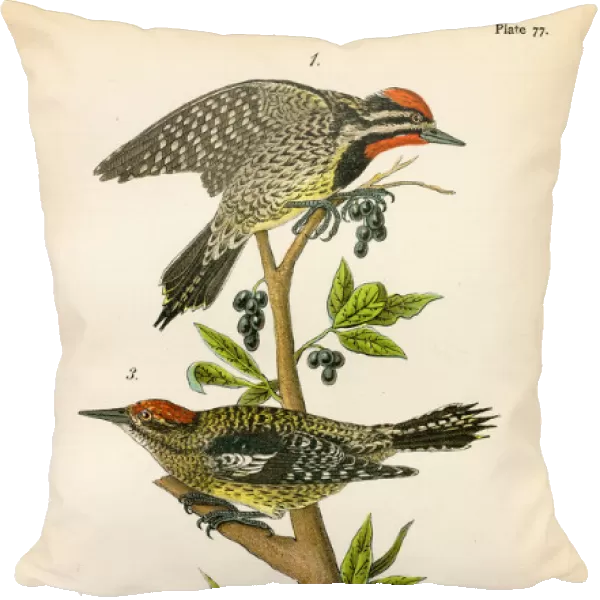 Sapsucker bird lithograph 1890