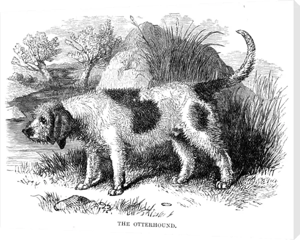 Otterhound engraving 1894