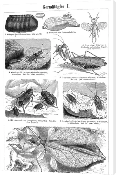 Orthoptera insects engraving 1895