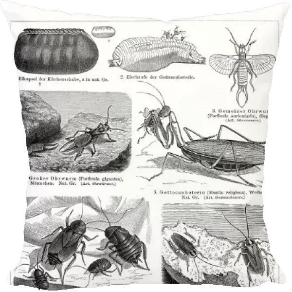 Orthoptera insects engraving 1895