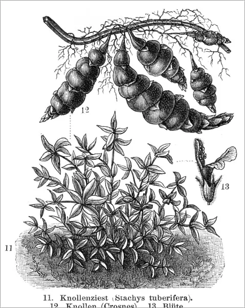 Tuber Vegetables engraving 1895