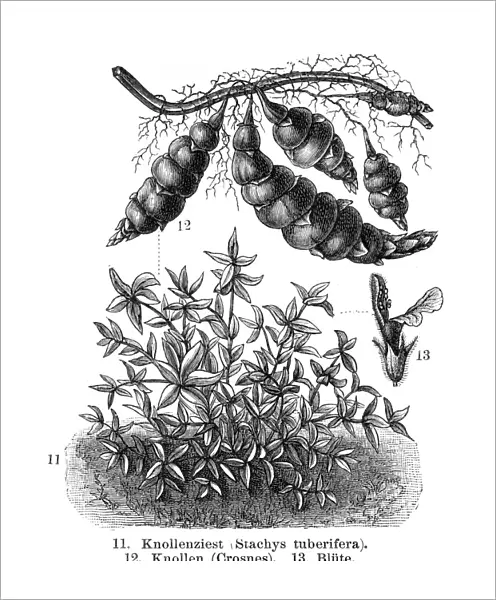 Tuber Vegetables engraving 1895