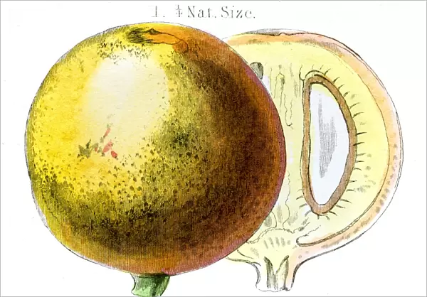 Mammee apple african fruit engraving 1857