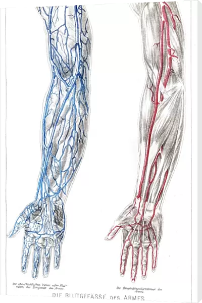 Arms Blood vessels anatomy engraving 1857