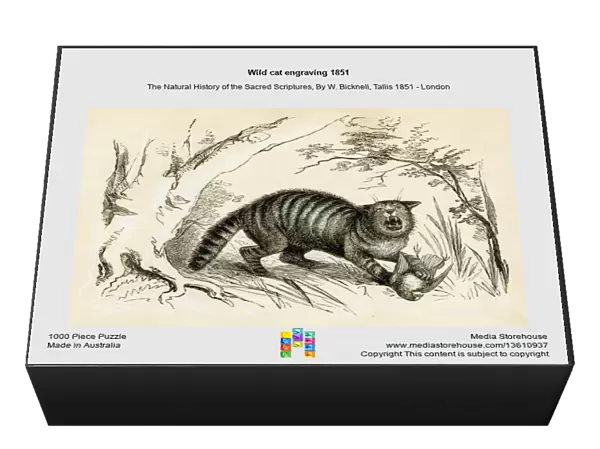 Wild cat engraving 1851