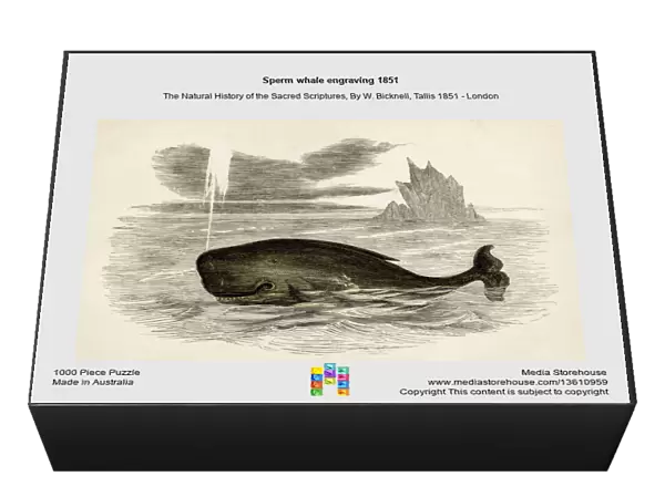 Sperm whale engraving 1851