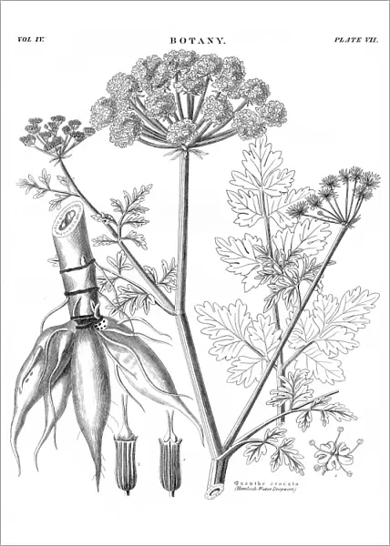 Water dropwort botany engraving 1878