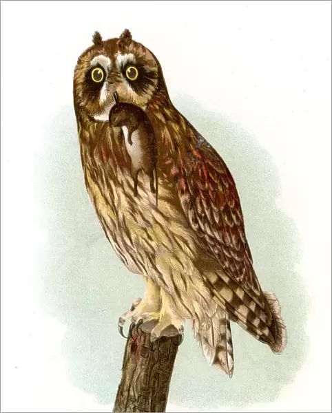 Short eared owl lithograph 1897