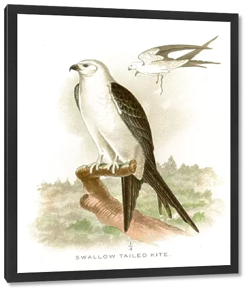 Swallow tailed kite lithograph 1897