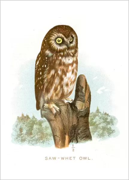Saw-whet owl lithograph 1897