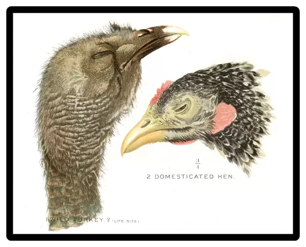 Wild turkey and hen lithograph 1897