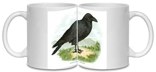 Northern raven bird lithograph 1897