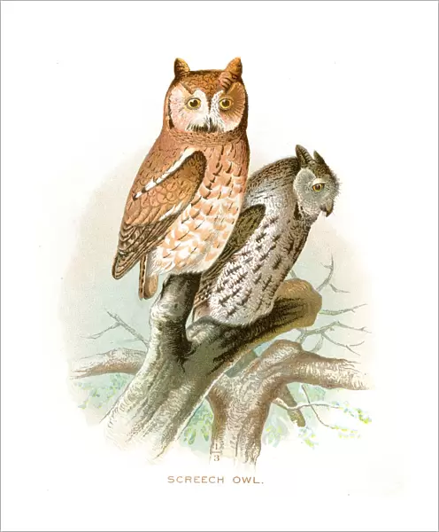 Screech owl lithograph 1897