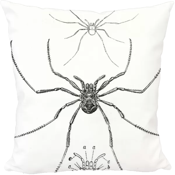 Copticum spider engraving 1878