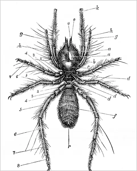 Galeodes spider engraving 1878
