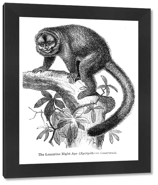 Lemurine engraving 1878