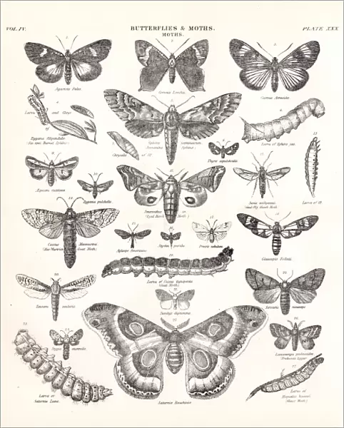 Butterflies and Moths engraving 1877