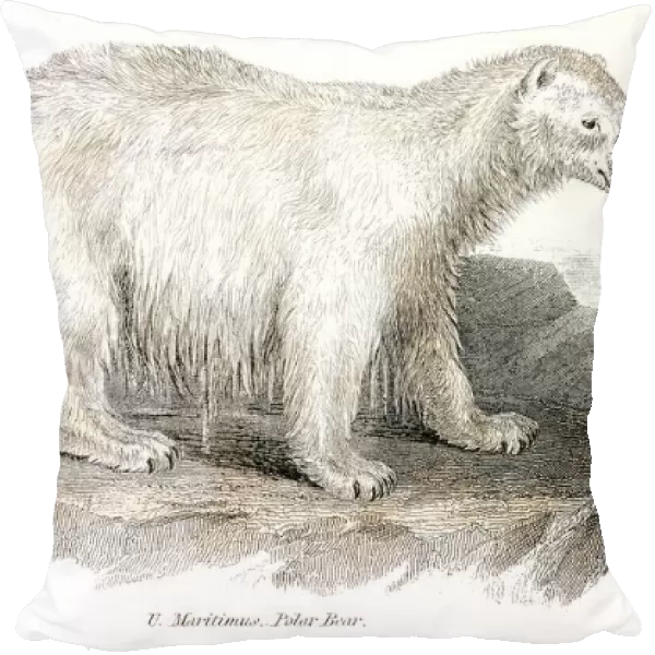Polar bear engraving 1803