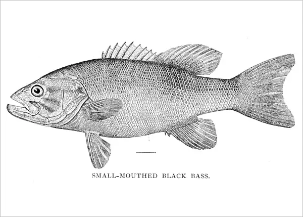 Small mouthed black bass engraving 1898