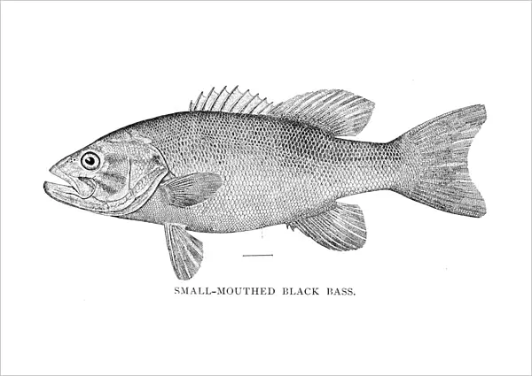 Small mouthed black bass engraving 1898