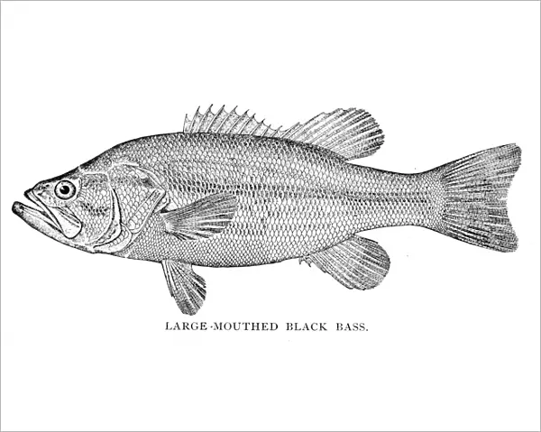 Large mouthed black bass engraving 1898