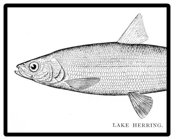Lake herring engraving 1898