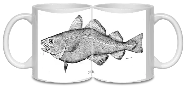 Cod fish engraving 1898
