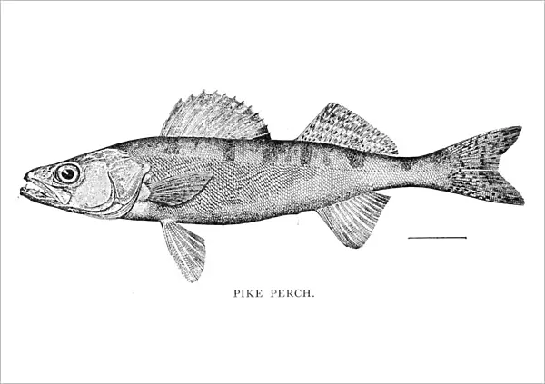 Pike perch engraving 1898