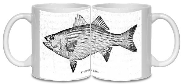 Stripped bass engraving 1898