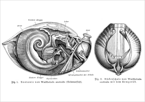 Anatomy of shell engraving 1895