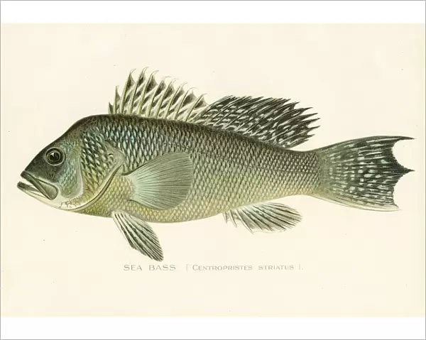 Sea bass chromolithograph 1898