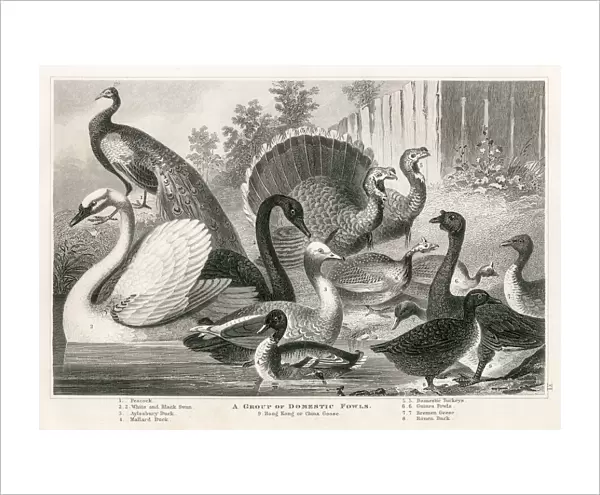 Domestic fowls engraving 1872