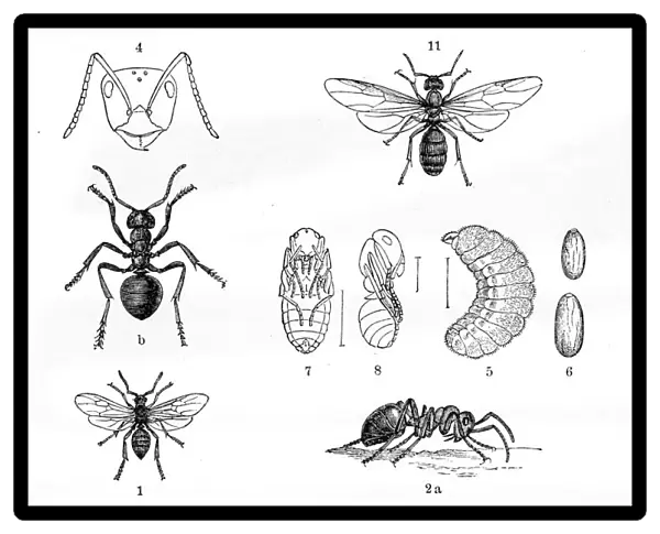 Ants engraving 1884