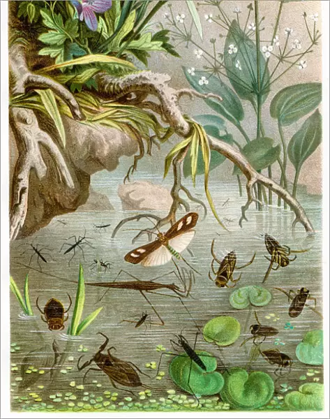 Water bugs Chromolithograph 1884