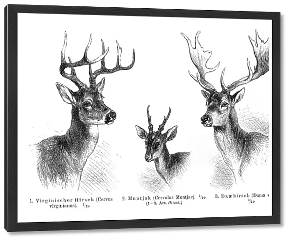 Deer antlers engraving 1896