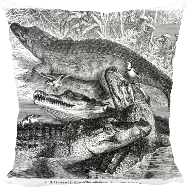 Nile Crocodile engraving 1896