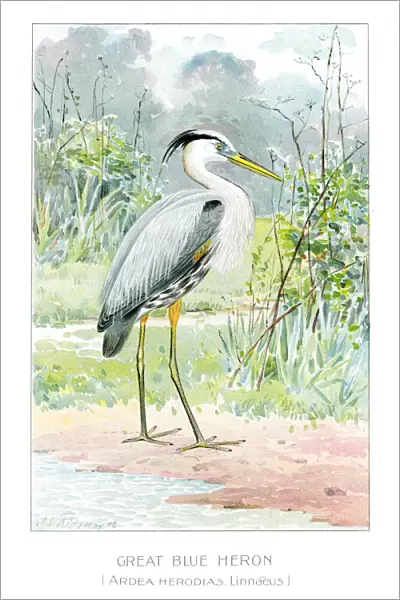 Great blue heron illustration 1897