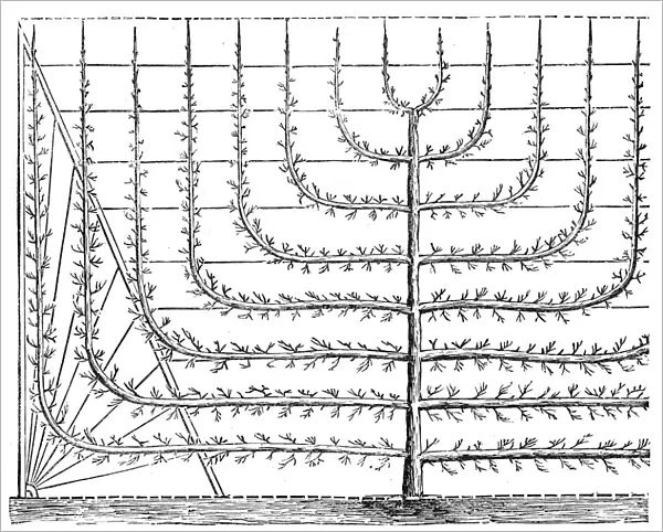 Peach tree growth training engraving 1874