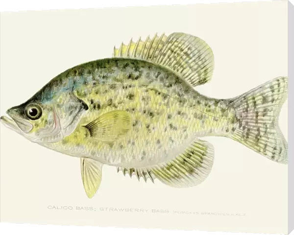 Calico kelp bass illustration 1896