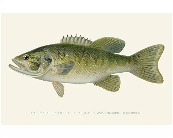Small mouth black sea bass illustration 1896